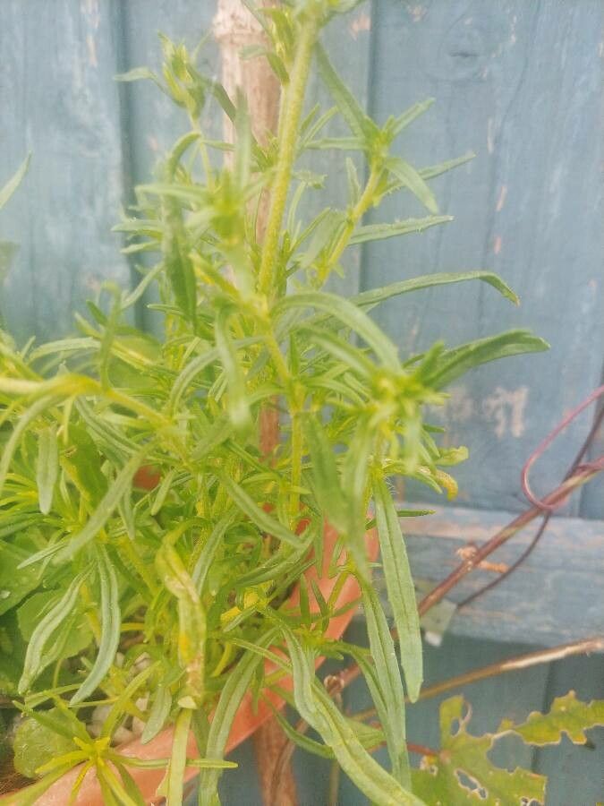 Zaluzianskya capensis — related species from the same genus