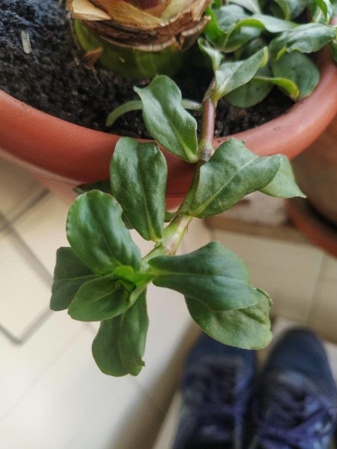 Spermacoce hispida leaf