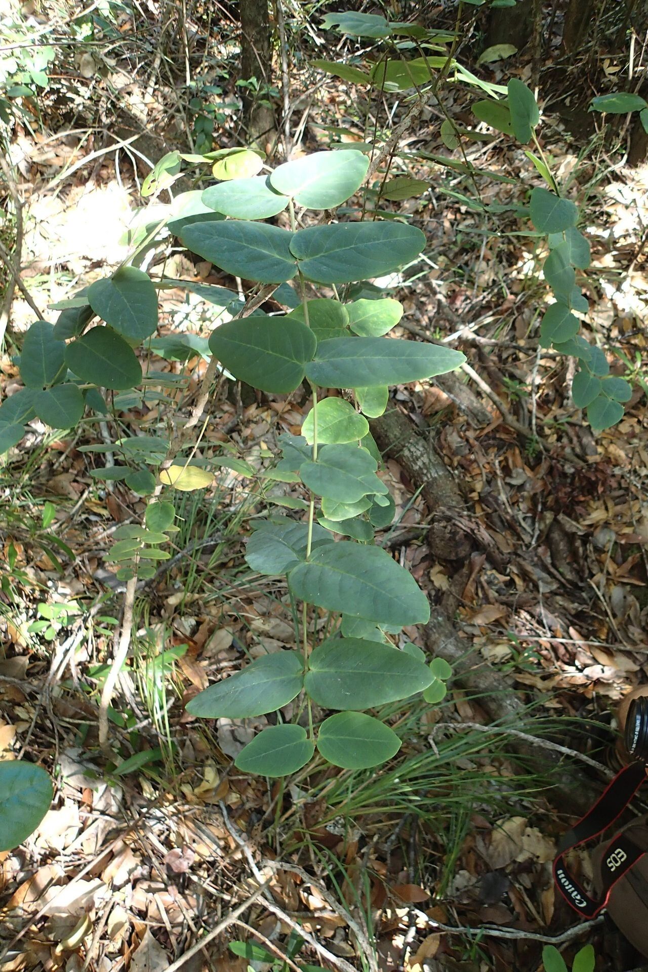 Phyllanthus poumensis — houseplant care guide