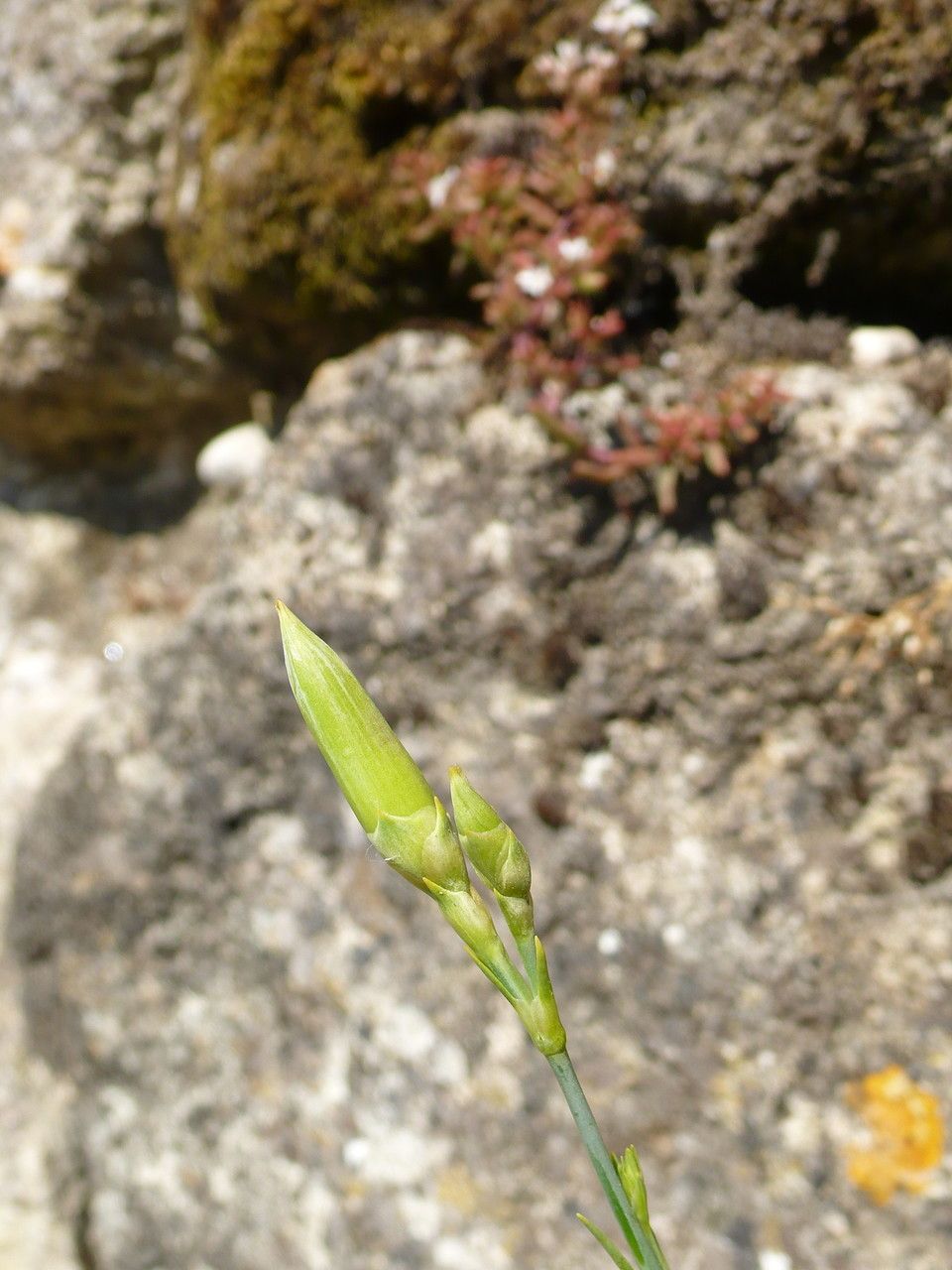 Dianthus godronianus fruit