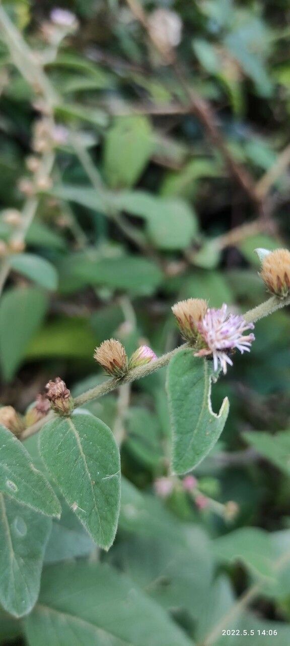Vernonia arborescens flower
