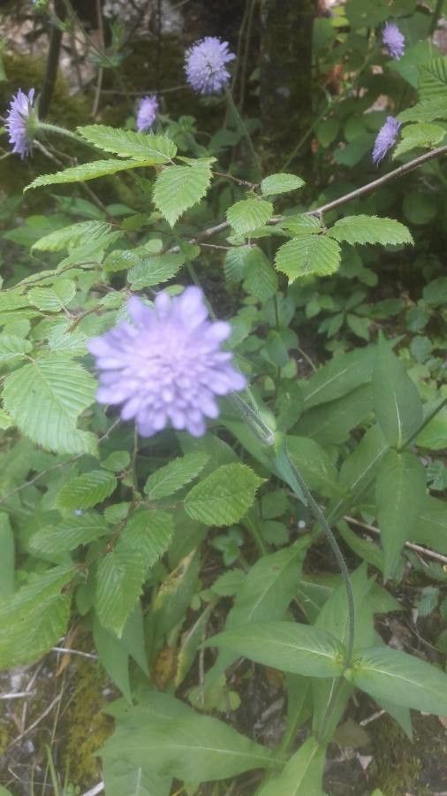 Knautia longifolia — search result for 'Knautia'