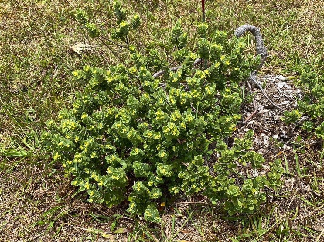 Wikstroemia uva-ursi flower