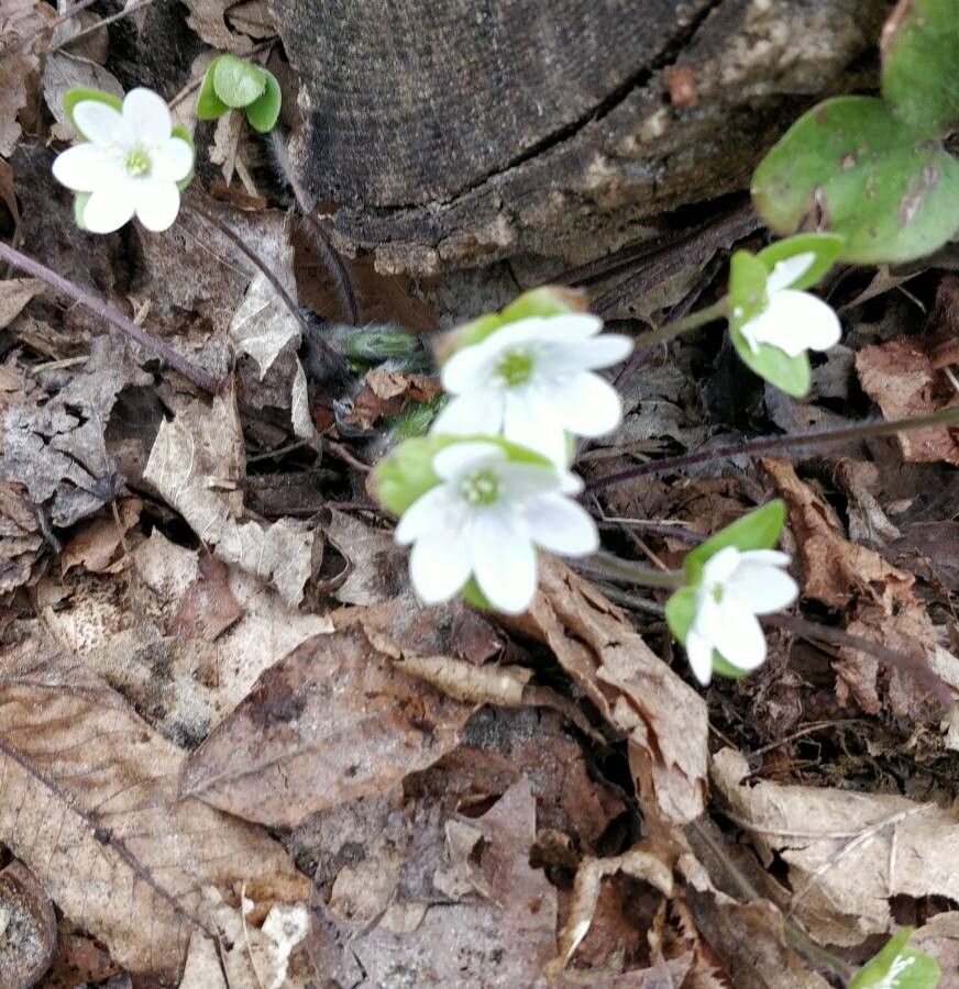 Hepatica nobilis flower