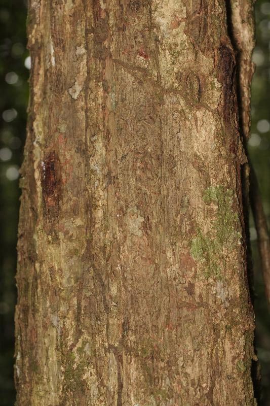 Eschweilera congestiflora bark