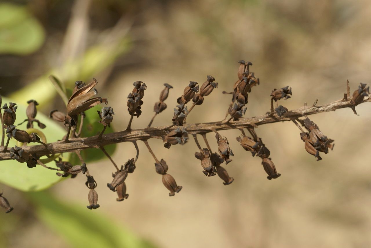 Nepenthes gracilis flower