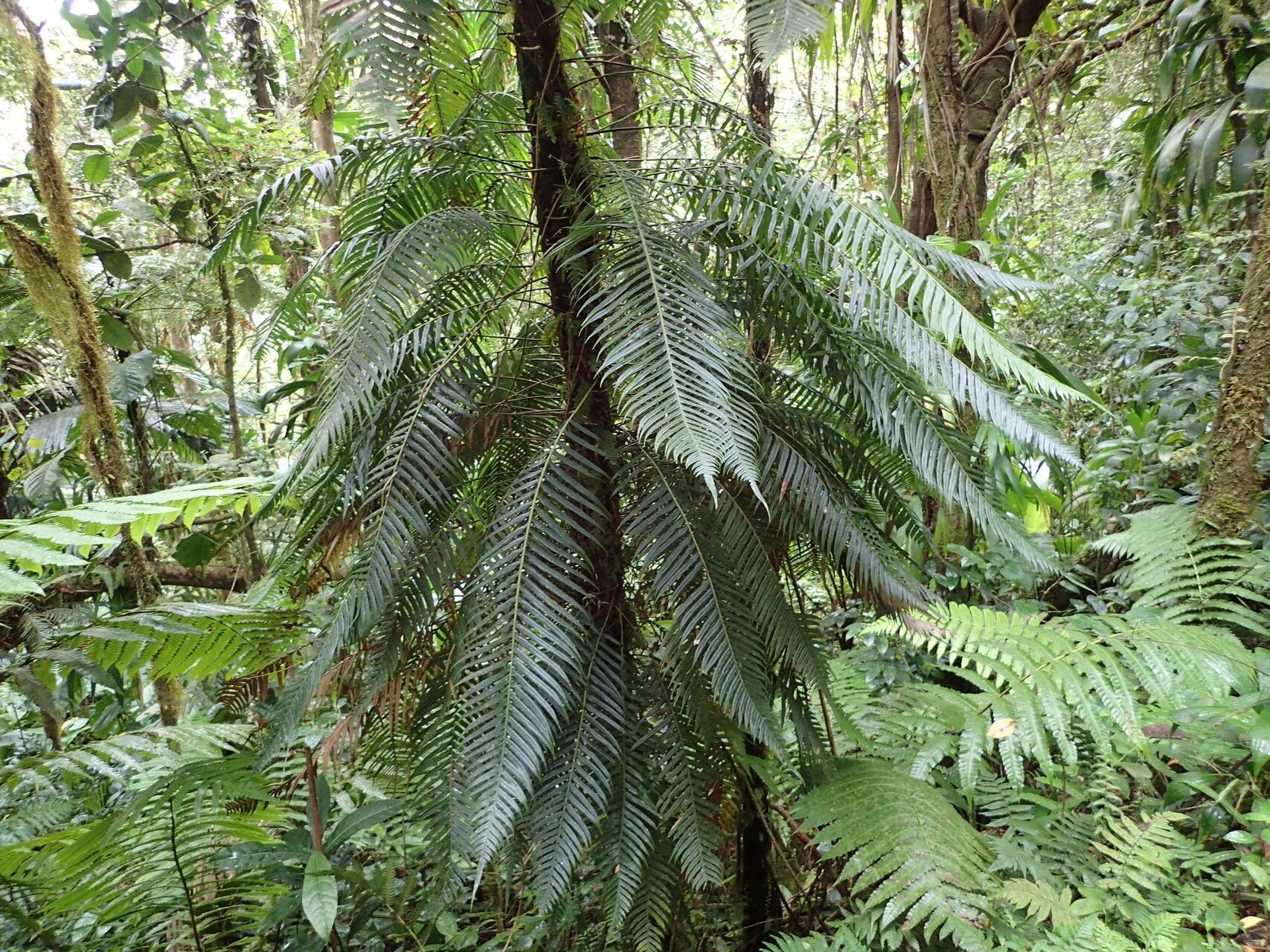 Blechnum binervatum habit