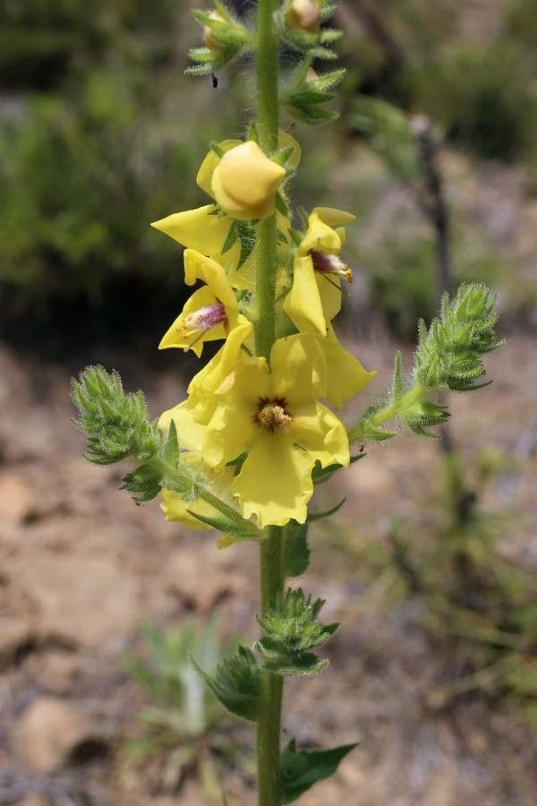 Verbascum adrianopolitanum other