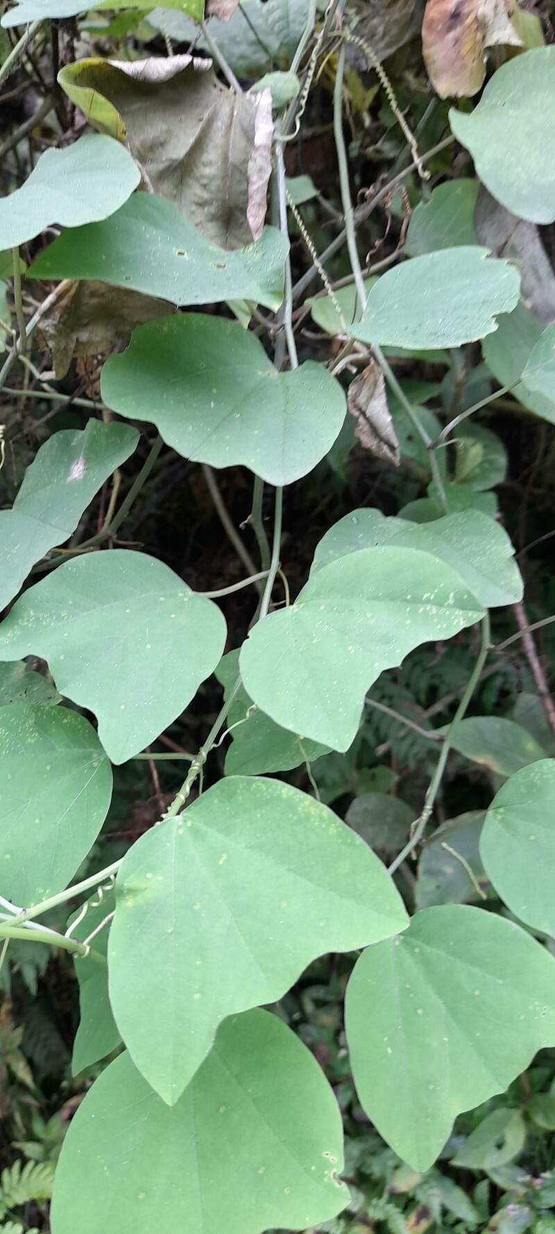 Passiflora urnifolia habit