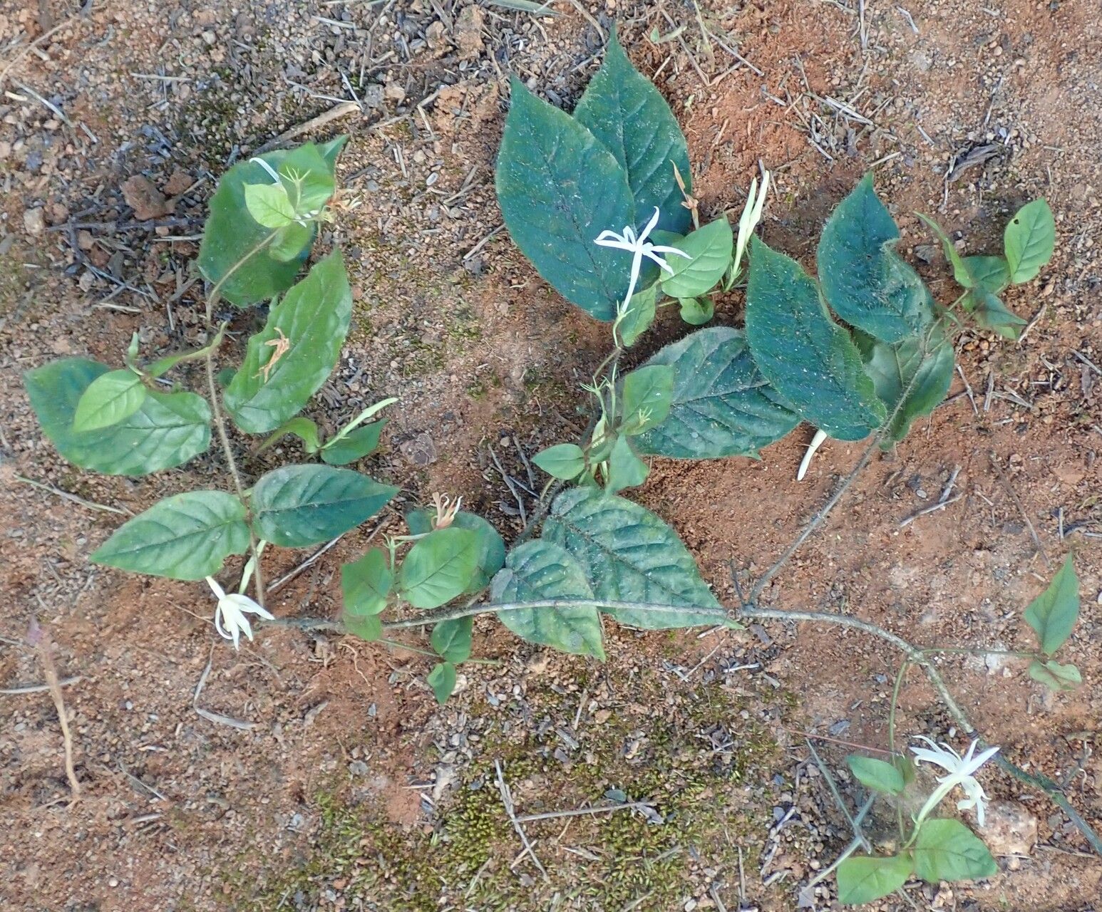 Jasminum preussii habit