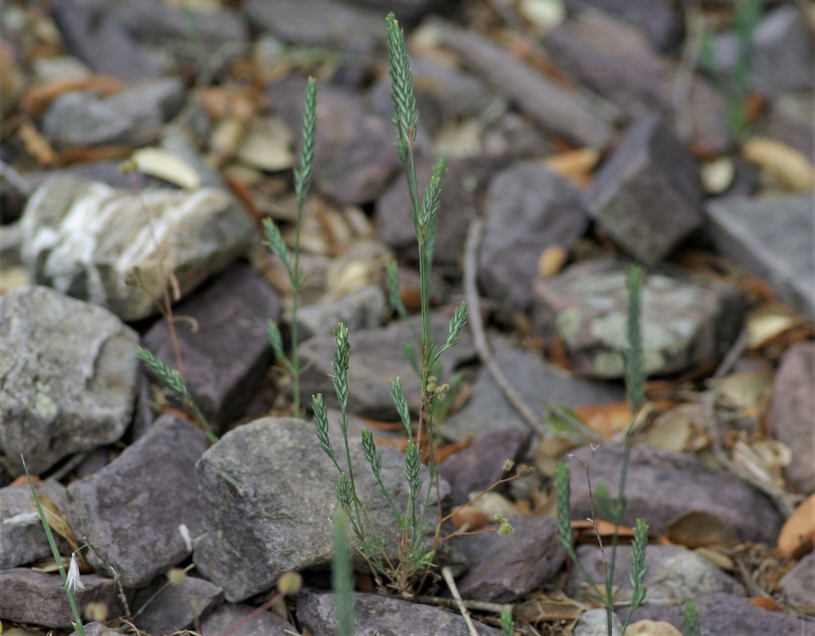 Crucianella angustifolia — houseplant care guide