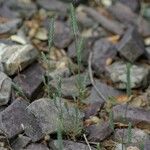 Crucianella angustifolia