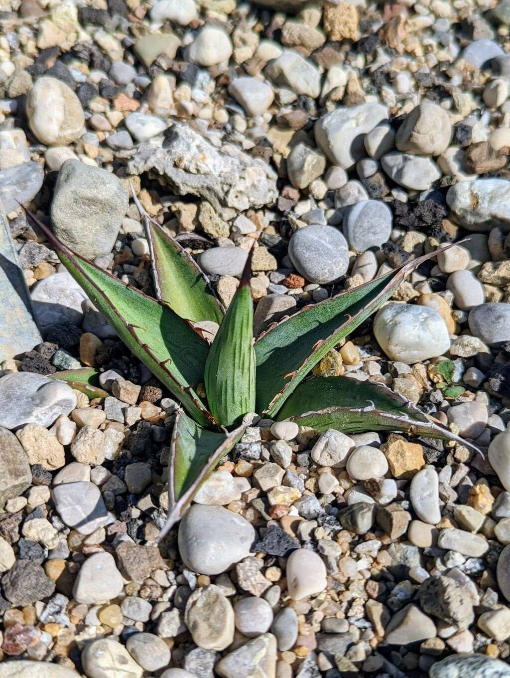 Agave lechuguilla — search result for 'Agave'