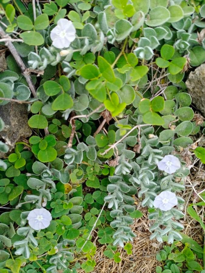 Evolvulus sericeus leaf