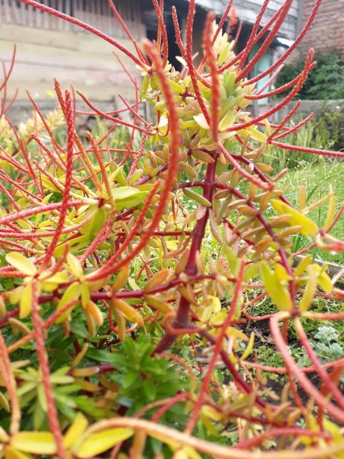 Peperomia inaequalifolia bark