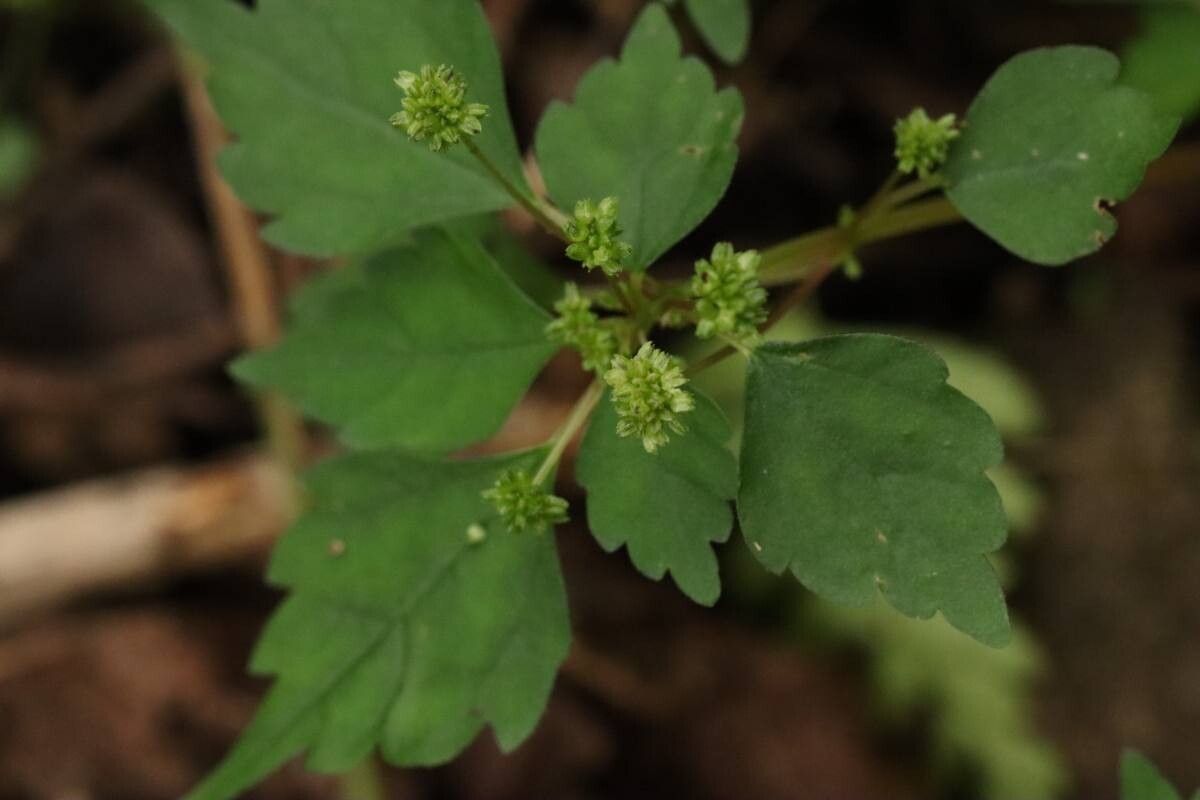 Pilea japonica — search result for 'Pilea'
