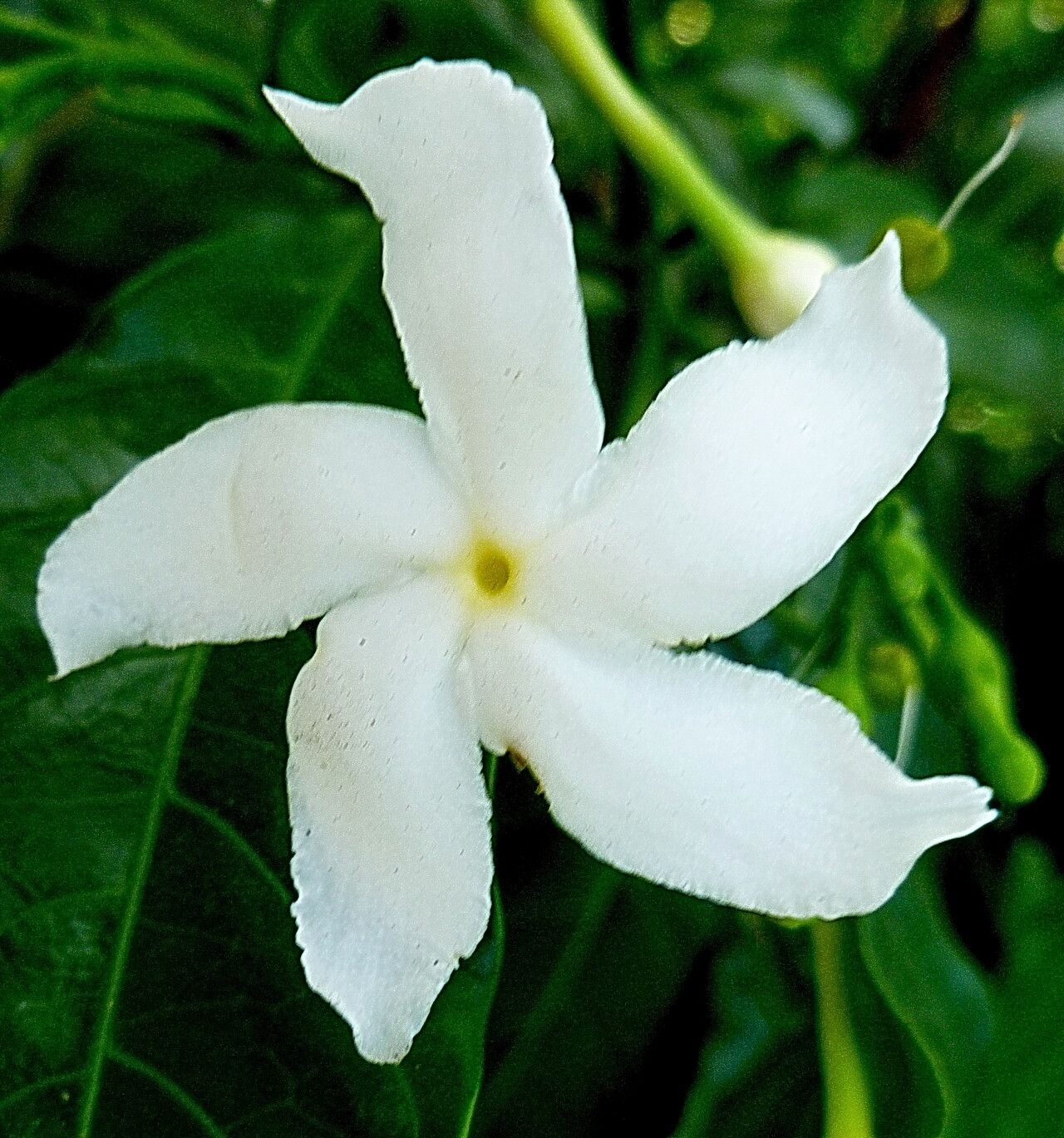 Tabernaemontana coffeoides — search result for 'Tabernaemontana'