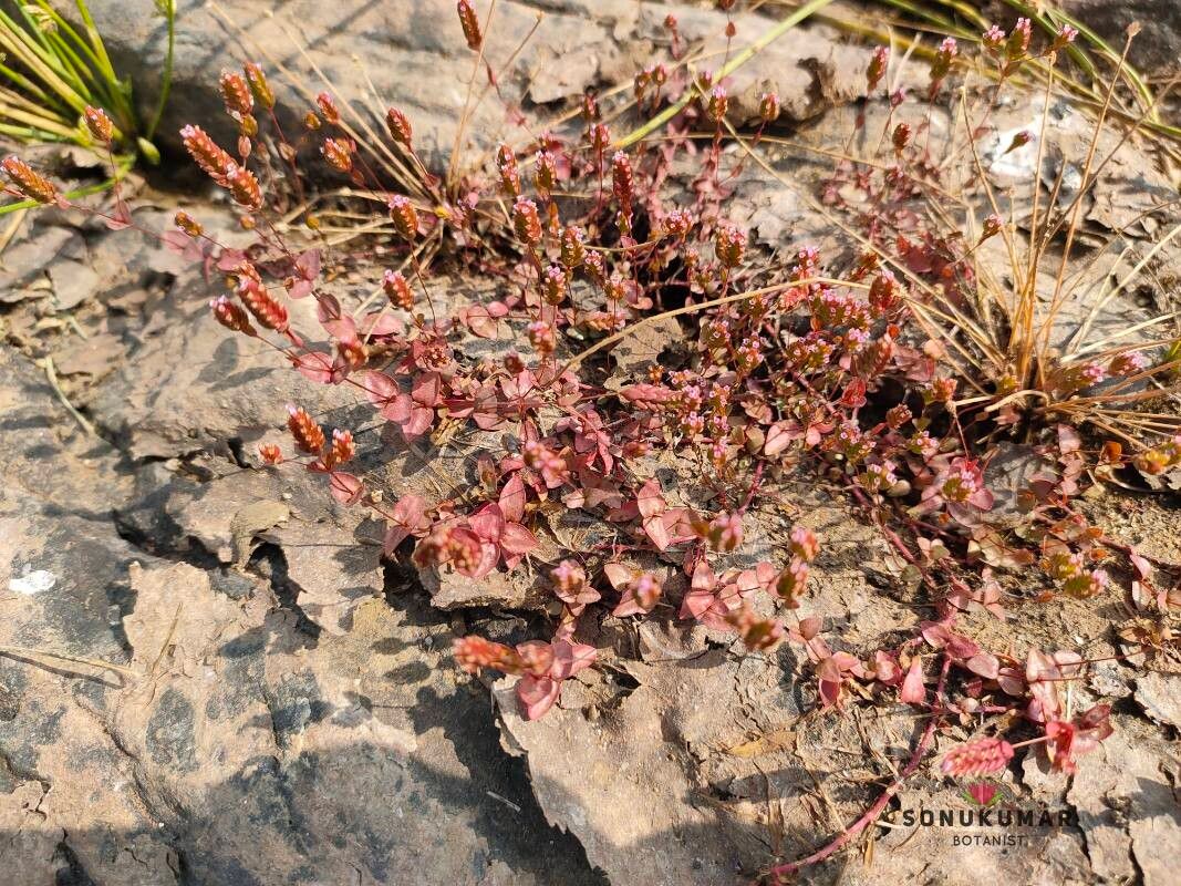 Rotala serpyllifolia — search result for 'Rotala'