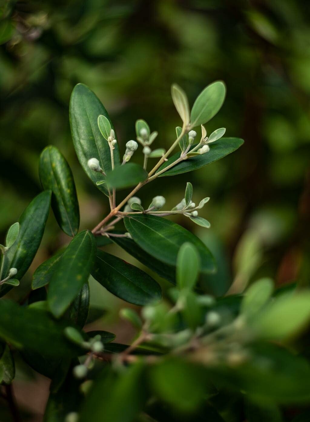 Rhodomyrtus tomentosa — search result for 'Philippines'