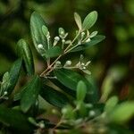 Rhodomyrtus tomentosa