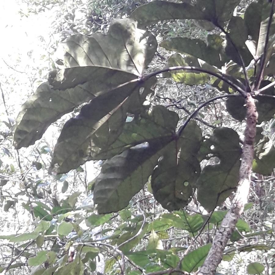 Acropogon moratianus — houseplant care guide