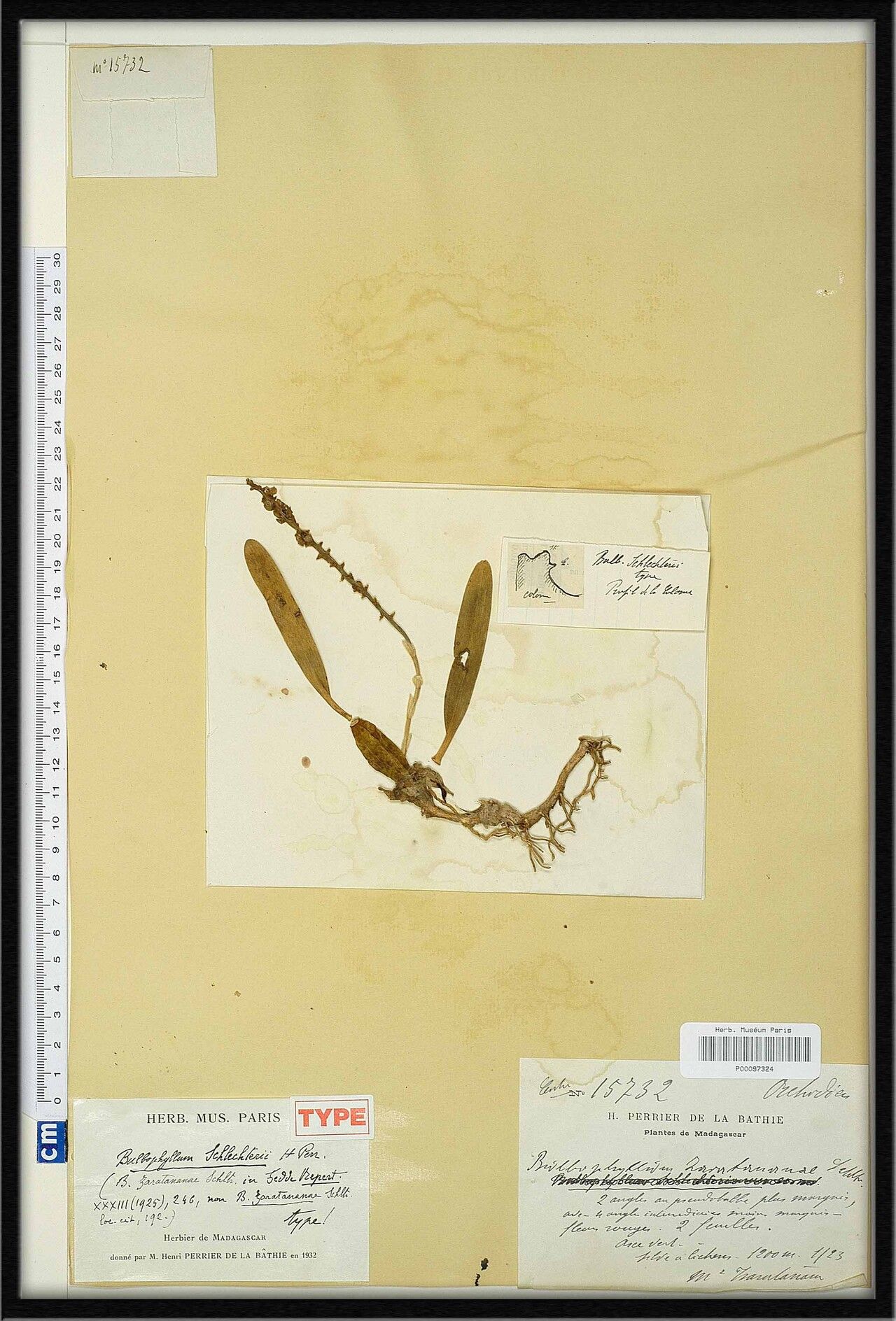 Bulbophyllum metonymon — houseplant care guide