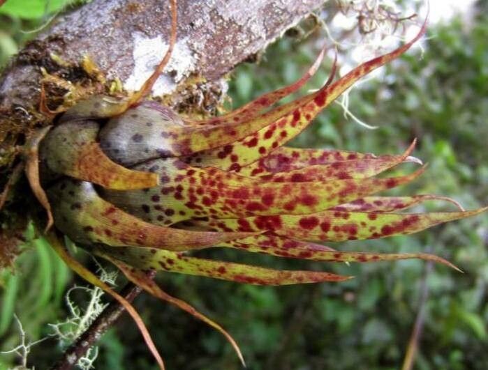 Tillandsia ionochroma — houseplant care guide