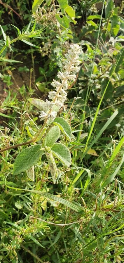 Cyathula orthacantha — houseplant care guide