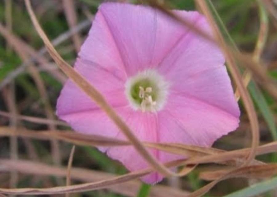 Convolvulus erubescens — search result for 'Convolvulus'