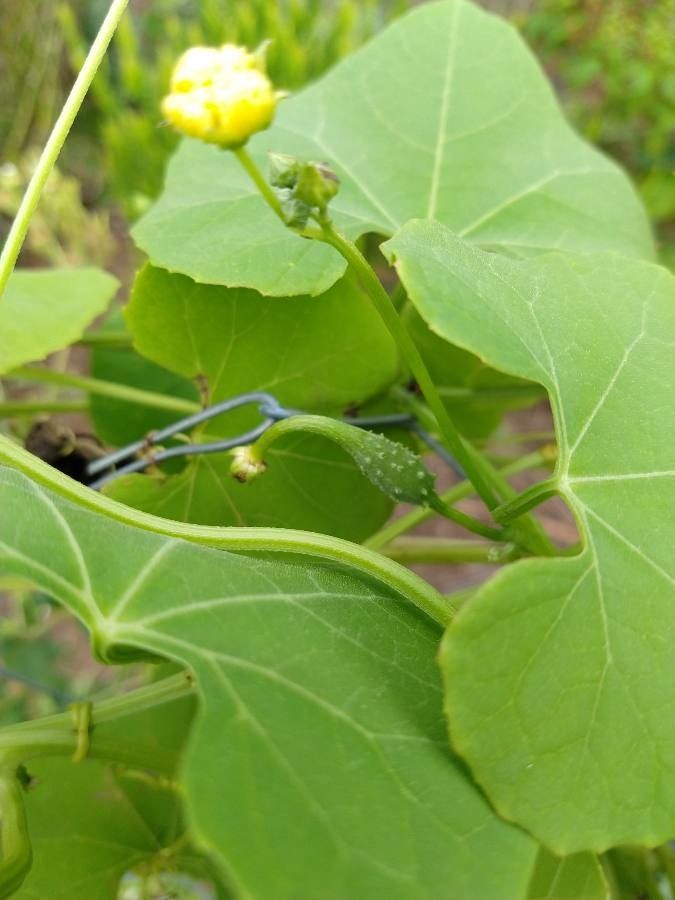 Luffa operculata fruit