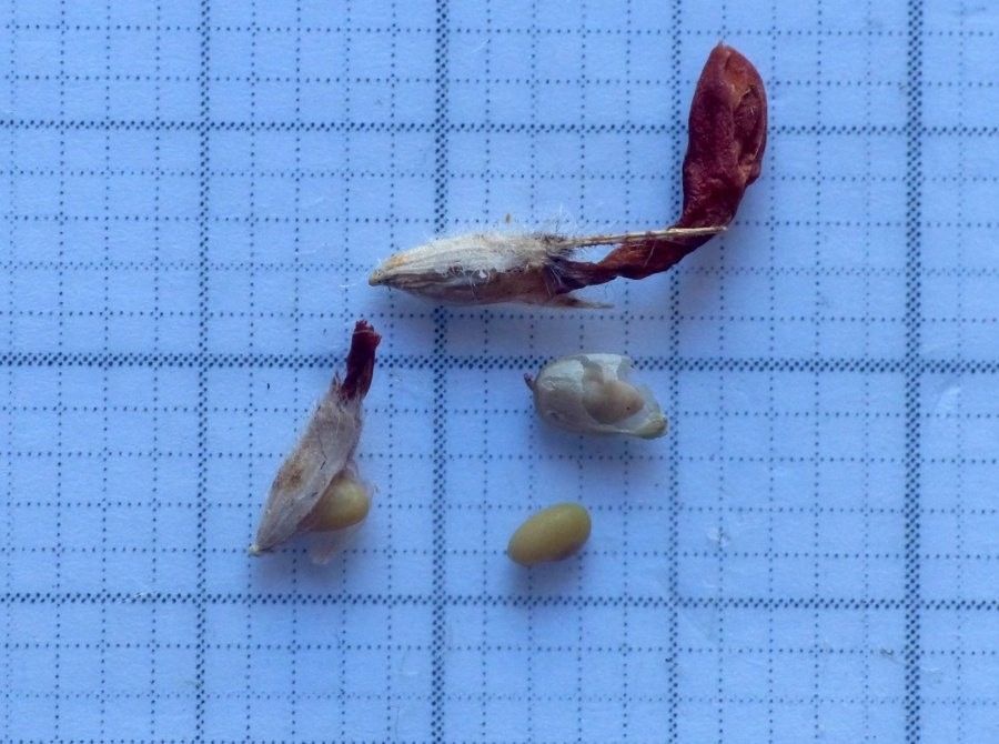 Trifolium alpestre fruit