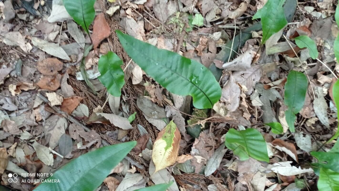 Lepisorus ensatus leaf
