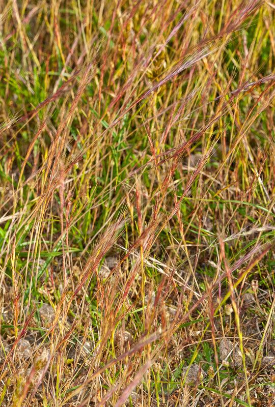 Vulpia ciliata fruit