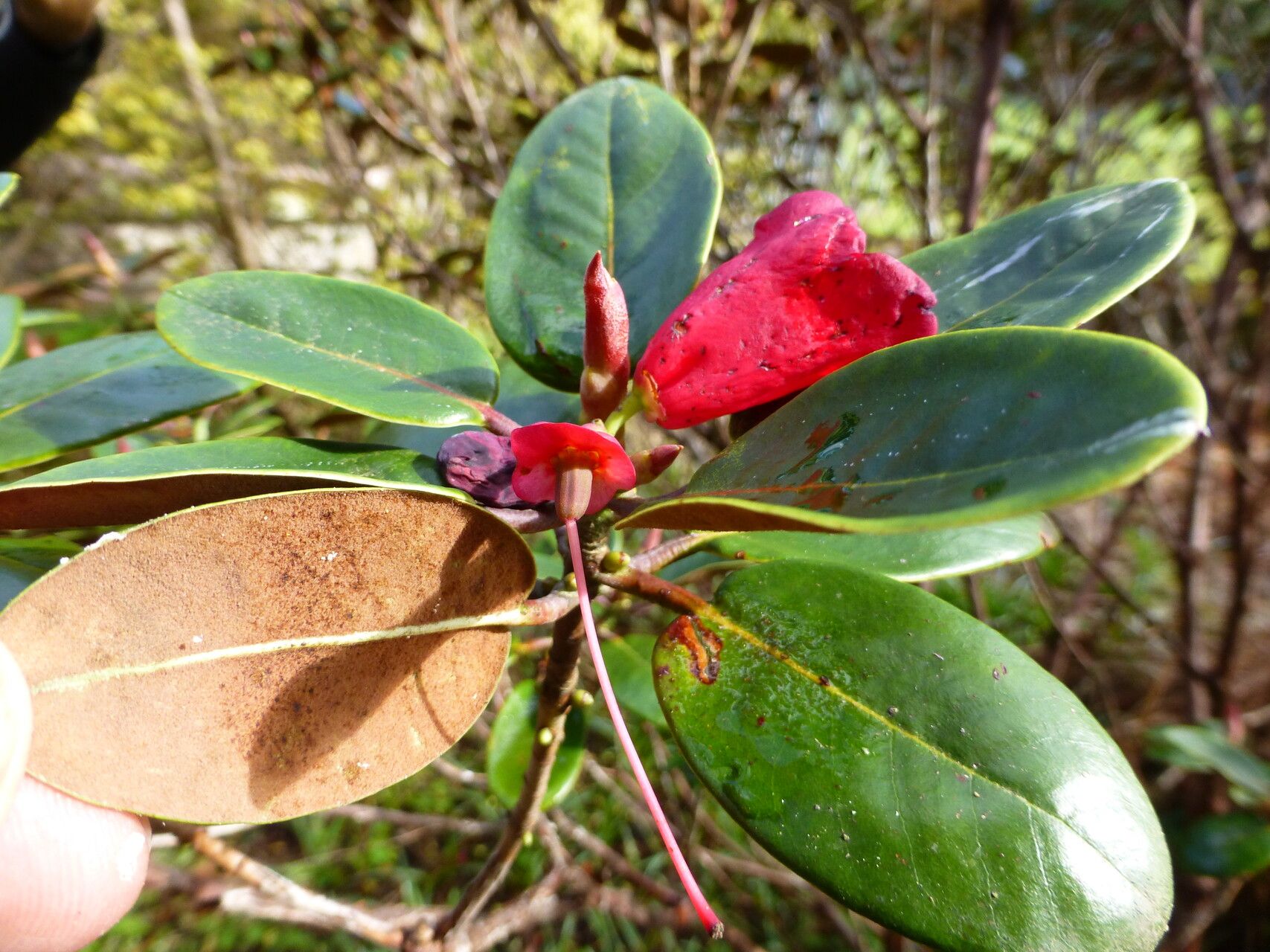 Rhododendron sherriffii flower
