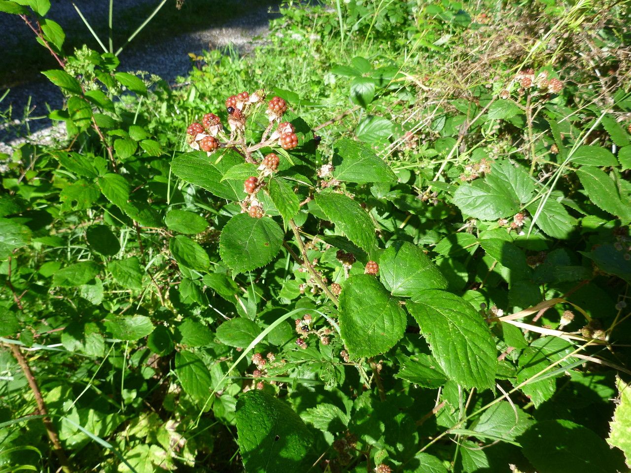 Rubus fissipetalus habit