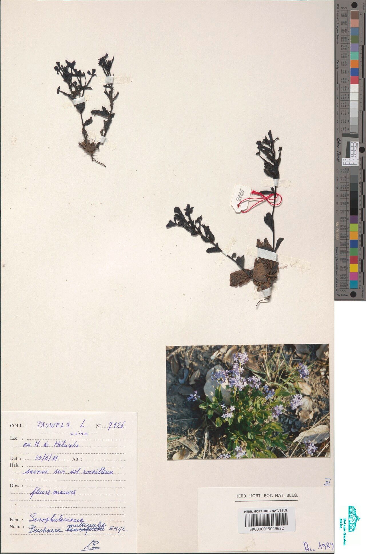 Buchnera multicaulis — houseplant care guide