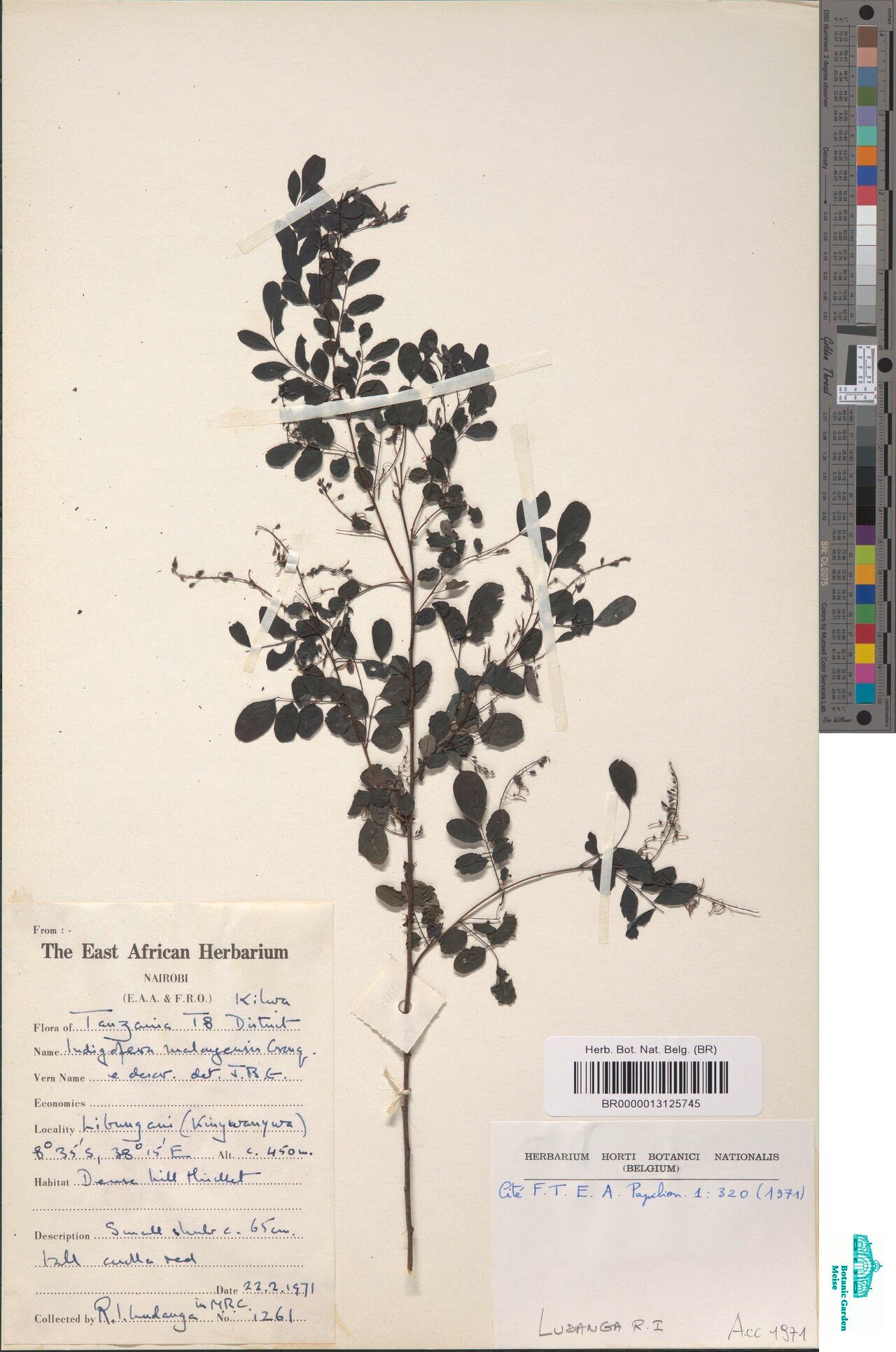 Indigofera malongensis — houseplant care guide