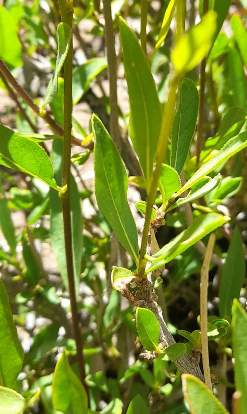 Flourensia fiebrigii — related species from the same genus