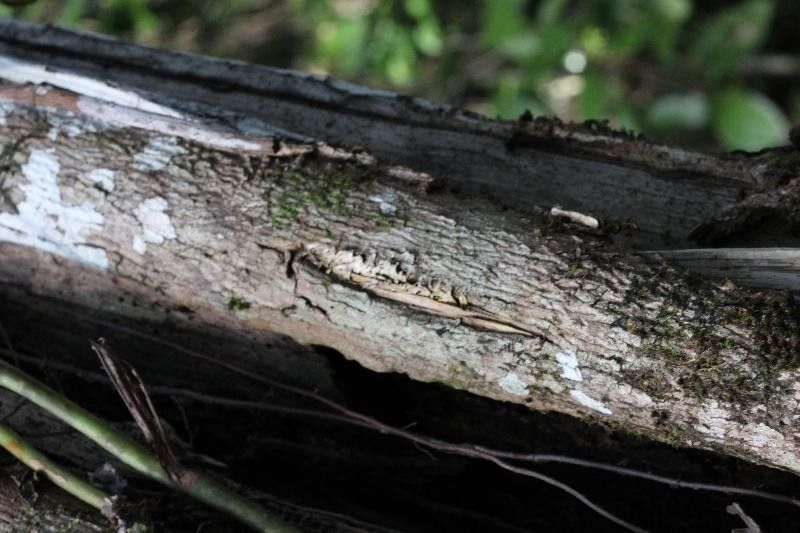 Miconia Tschudyoides bark