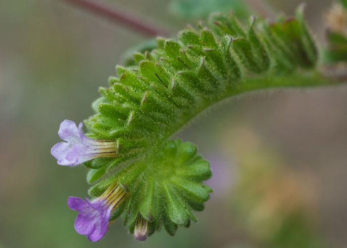 Phacelia suaveolens — search result for 'Phacelia'