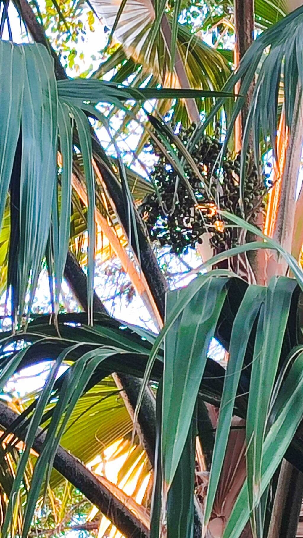 Pritchardia munroi fruit