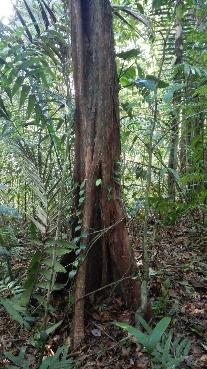 Pouteria durlandii bark