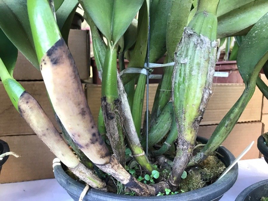 Cattleya lueddemanniana bark