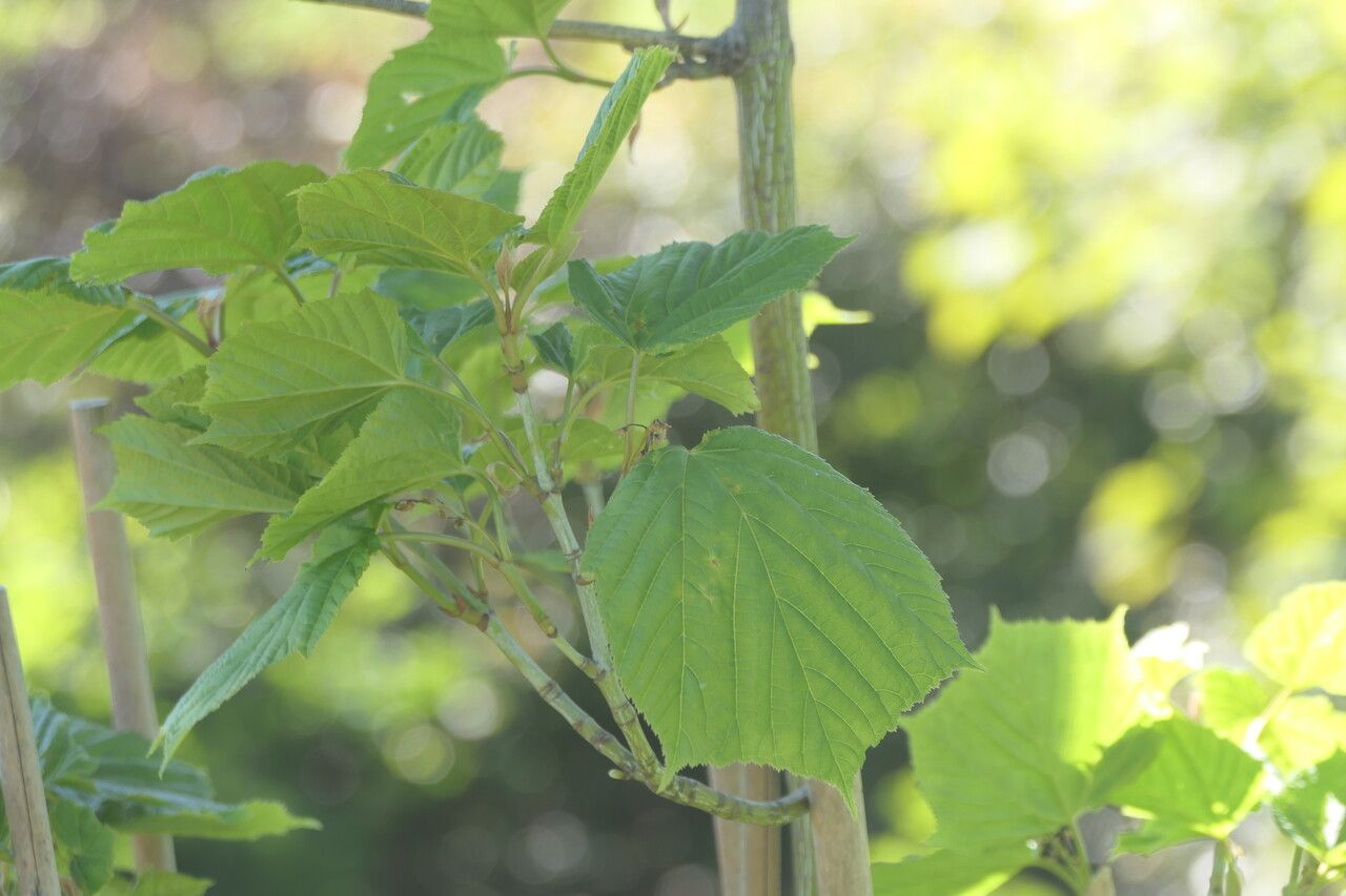 Acer tegmentosum leaf