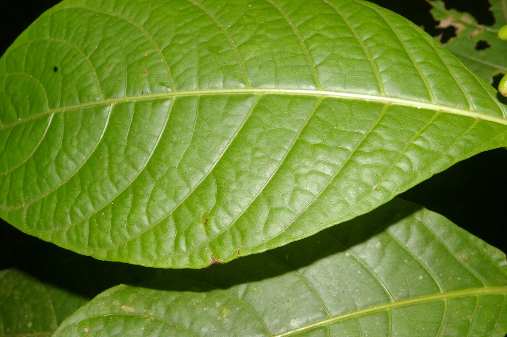 Psychotria lamarinensis leaf