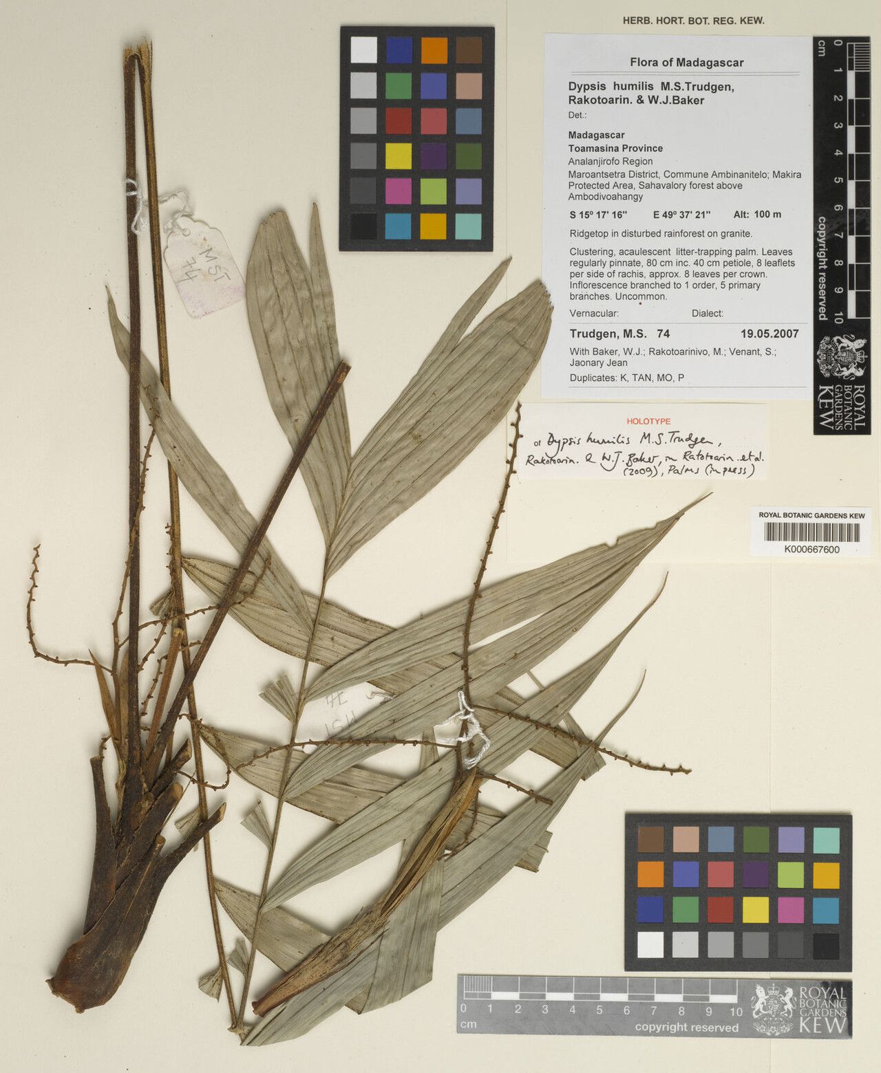 Dypsis humilis other