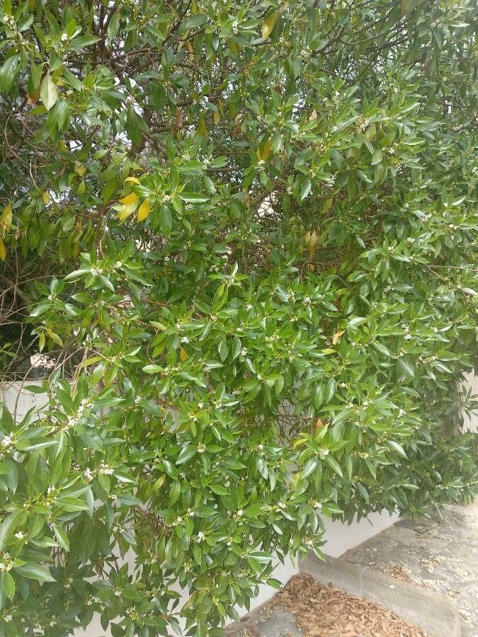 Myoporum tenuifolium leaf