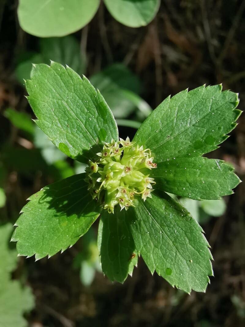 Sanicula epipactis fruit