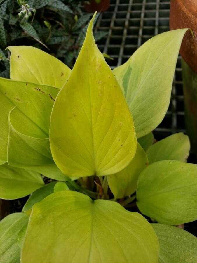 Homalomena lindenii — search result for 'Homalomena'