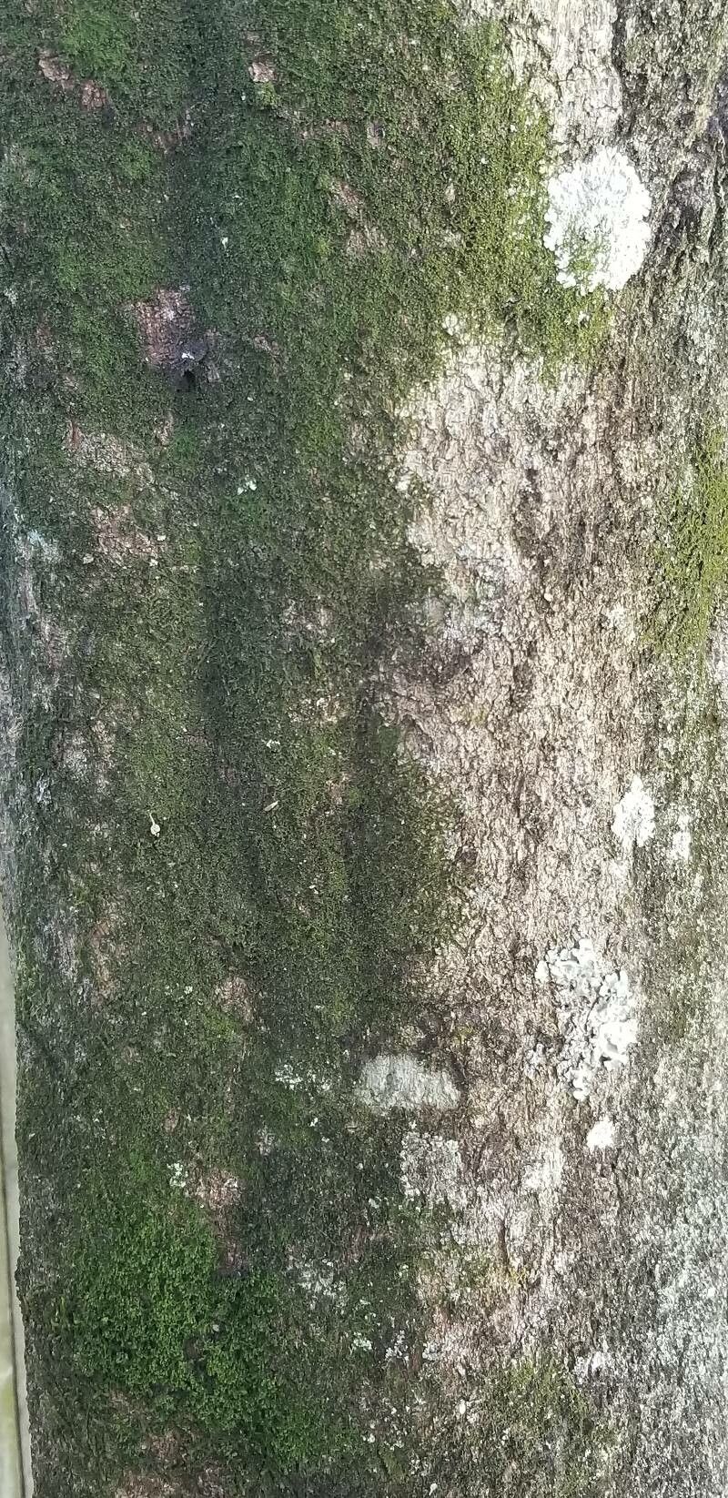 Diploglottis campbellii bark